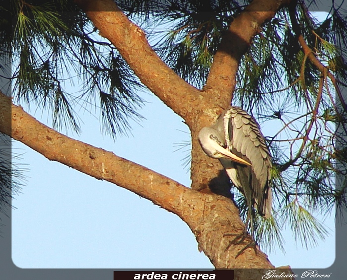Avifauna humor